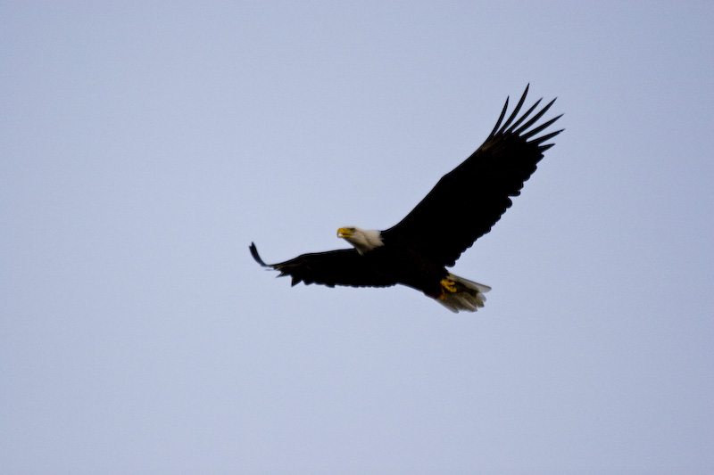 Bald Ealge In Flight